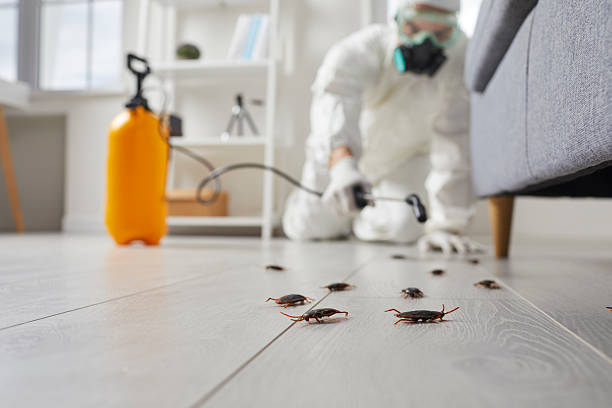 Post-Treatment Bed Bug Interceptor Monitoring in Breckenridge